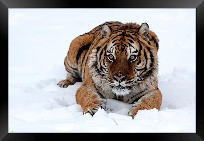 Siberian tiger lying in snow North America Framed Print by Jenny Hibbert