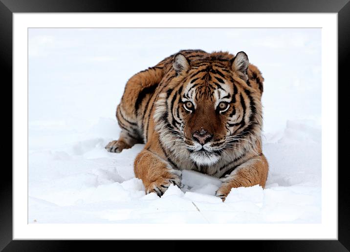 Siberian tiger lying in snow North America Framed Mounted Print by Jenny Hibbert