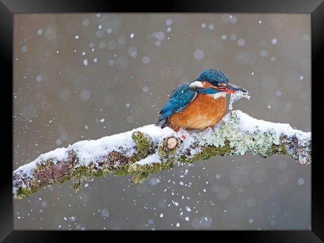 Kingfisher with catch in the snow, Cardiff Wales Framed Print by Jenny Hibbert