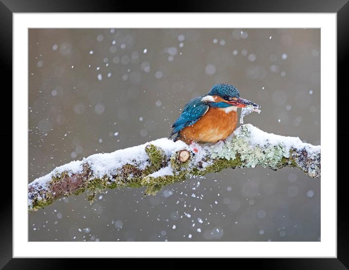 Kingfisher with catch in the snow, Cardiff Wales Framed Mounted Print by Jenny Hibbert