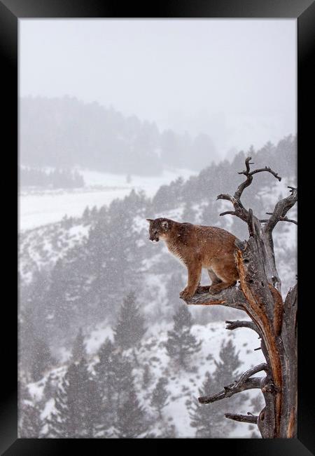 Cougar sitting in a tree, North America Framed Print by Jenny Hibbert