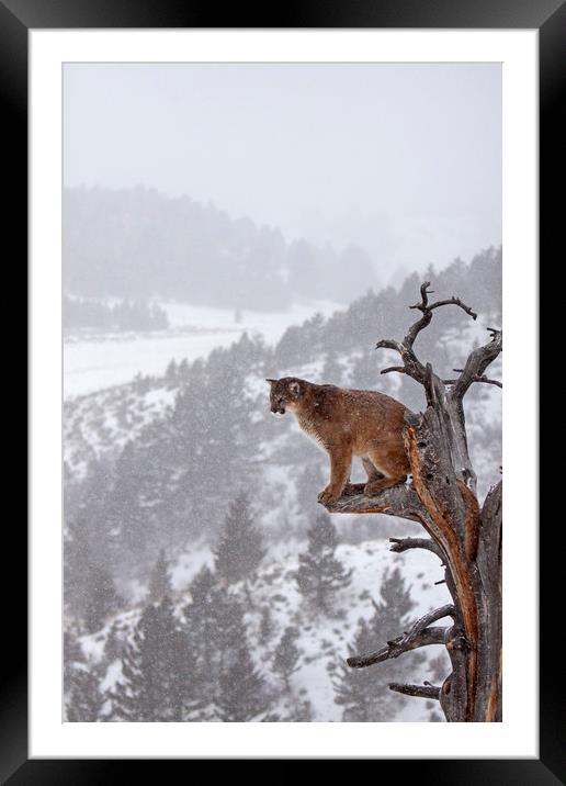 Cougar sitting in a tree, North America Framed Mounted Print by Jenny Hibbert