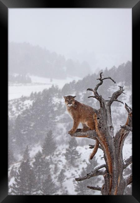 Cougar high up a tree in mountains Framed Print by Jenny Hibbert