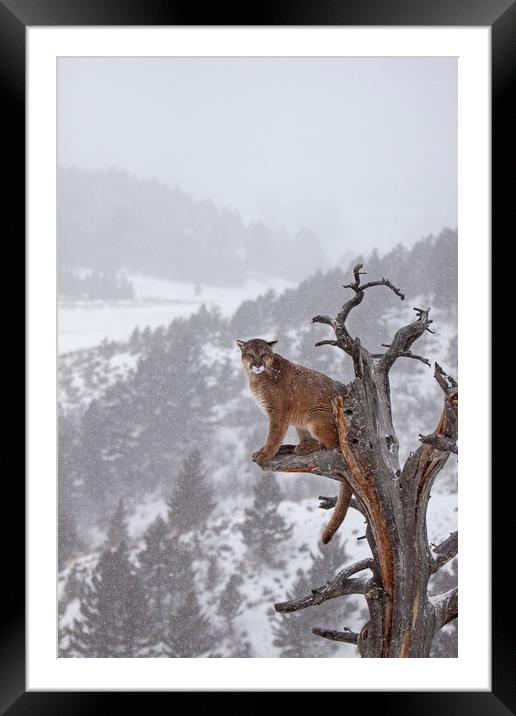Cougar high up a tree in mountains Framed Mounted Print by Jenny Hibbert