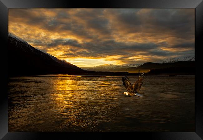 Bald eagle flies across Chilkat river Alaska Framed Print by Jenny Hibbert