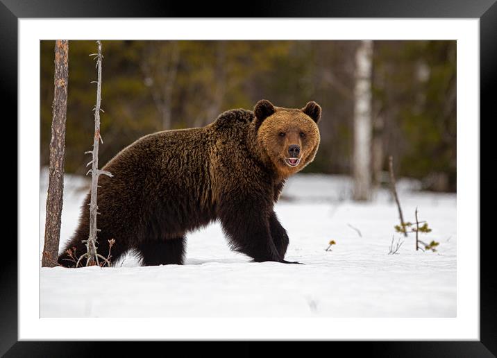Brown bear just out of hibernation Framed Mounted Print by Jenny Hibbert