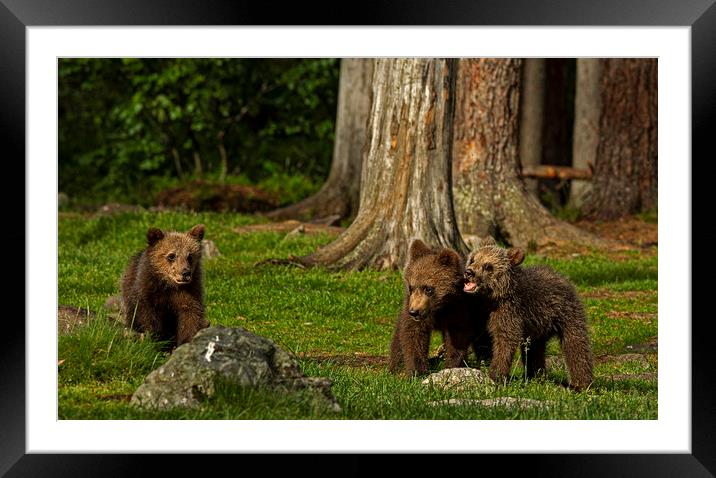 Bear cubs playing in the forest Framed Mounted Print by Jenny Hibbert