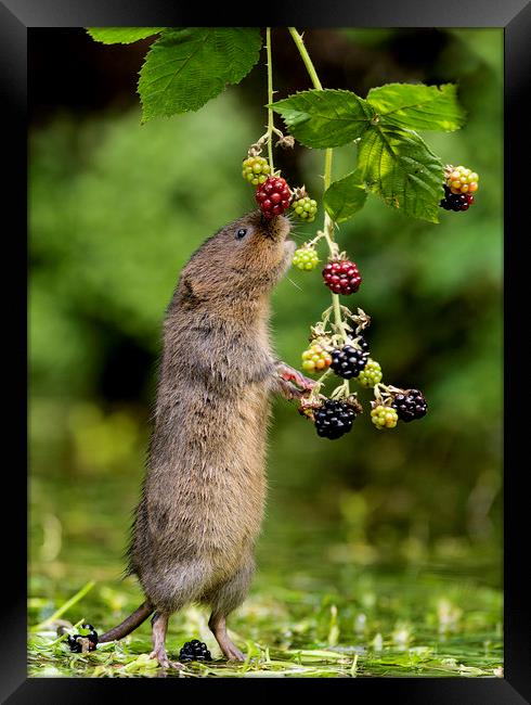 Water Vole stretching for blackberries Framed Print by Jenny Hibbert