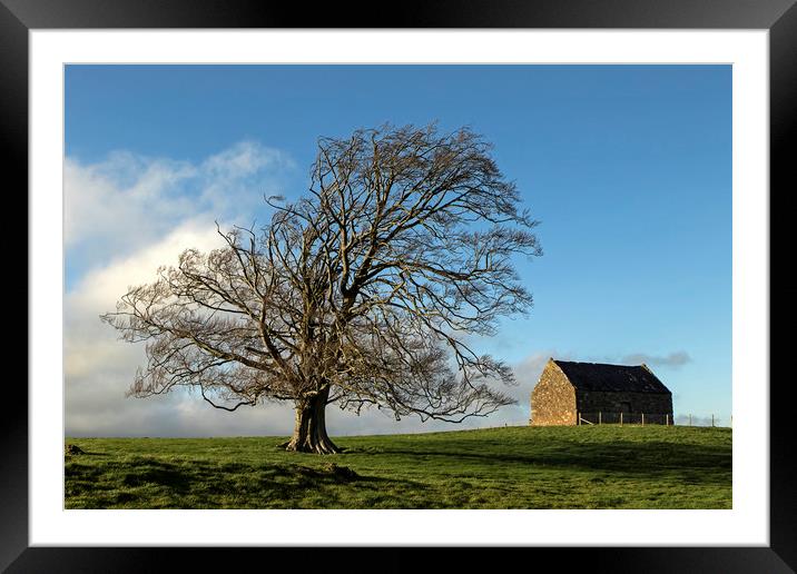 Tree & Barn Framed Mounted Print by Jenny Hibbert
