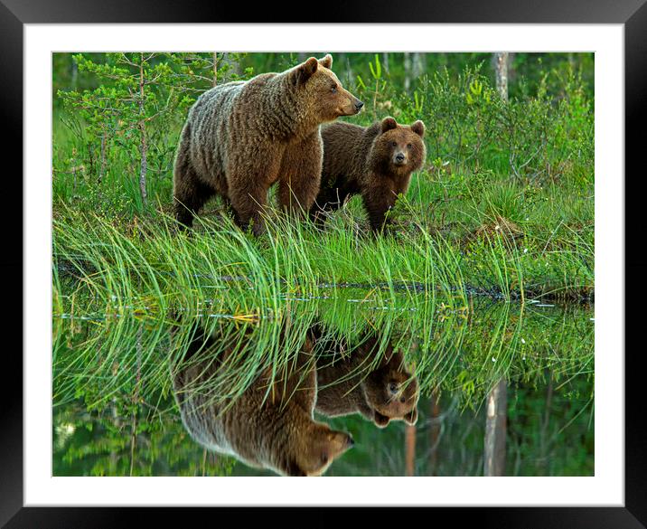 Brown Bear with yearling Framed Mounted Print by Jenny Hibbert