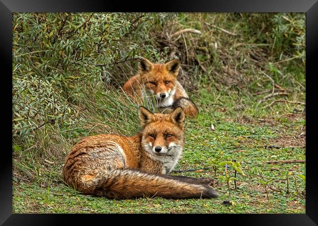 Two Red Foxes relaxing Framed Print by Jenny Hibbert