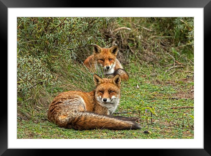 Two Red Foxes relaxing Framed Mounted Print by Jenny Hibbert