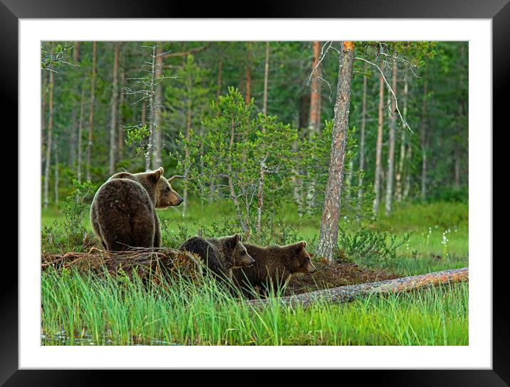 Brown bear family looking anxious  Framed Mounted Print by Jenny Hibbert
