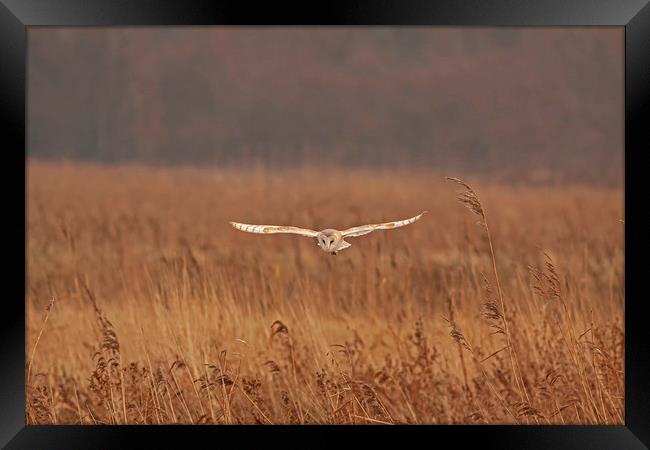 Barn Owl hunting over grasses Framed Print by Jenny Hibbert