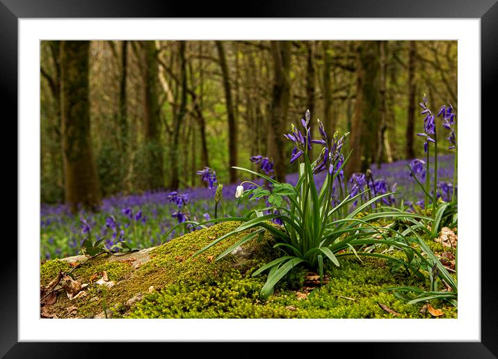Close up of Bluebells in Wenault woods Cardiff Framed Mounted Print by Jenny Hibbert