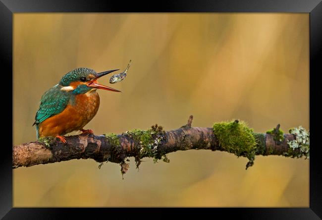 Kingfisher throwing fish Framed Print by Jenny Hibbert