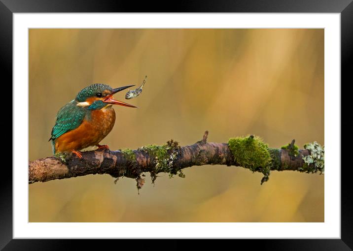 Kingfisher throwing fish Framed Mounted Print by Jenny Hibbert