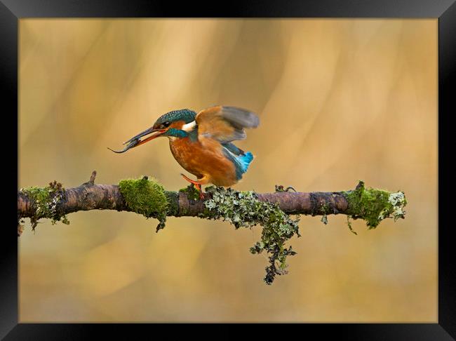 Kingfisher with fish on perch Framed Print by Jenny Hibbert