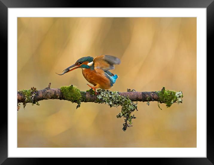 Kingfisher with fish on perch Framed Mounted Print by Jenny Hibbert