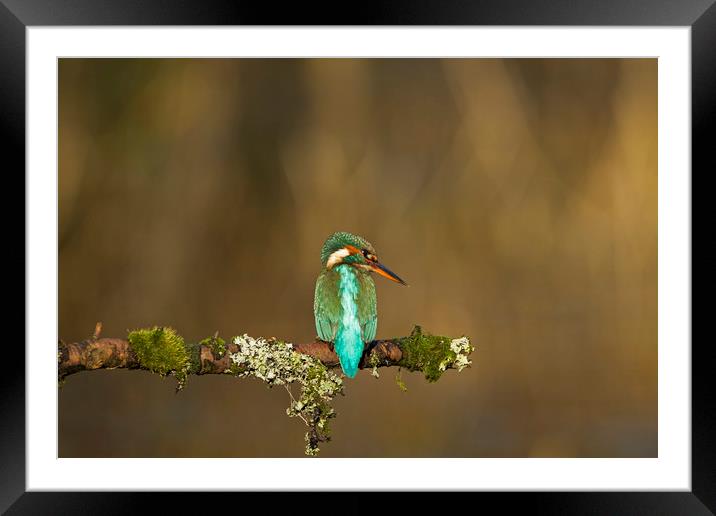 Kingfisher watching for fish Framed Mounted Print by Jenny Hibbert