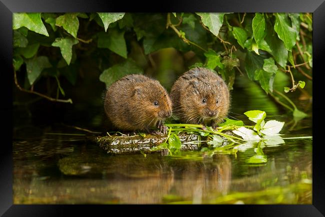 Baby Water Vole together Framed Print by Jenny Hibbert