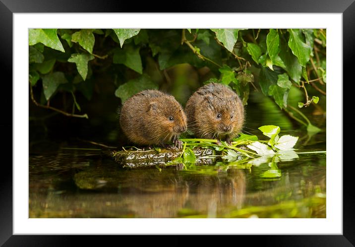 Baby Water Vole together Framed Mounted Print by Jenny Hibbert