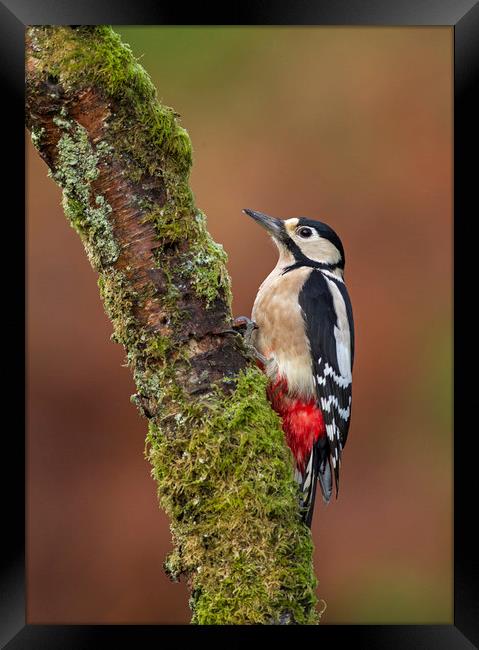 Great Spotted Woodpecker Framed Print by Jenny Hibbert
