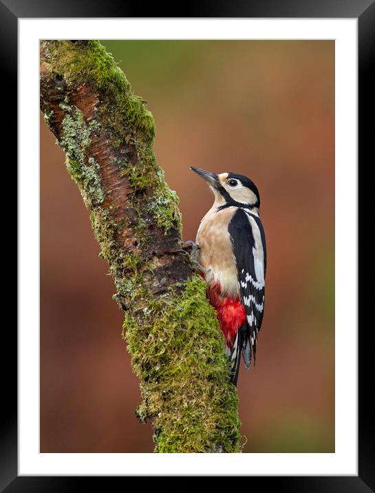 Great Spotted Woodpecker Framed Mounted Print by Jenny Hibbert