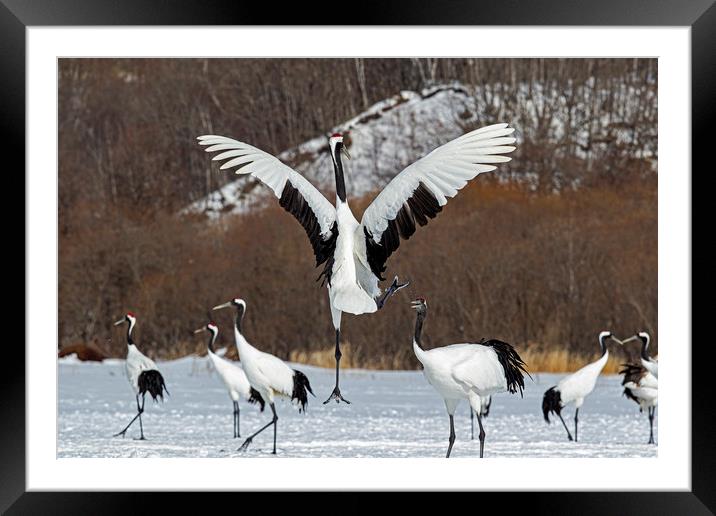 Red Crowned Cranes courtship Framed Mounted Print by Jenny Hibbert