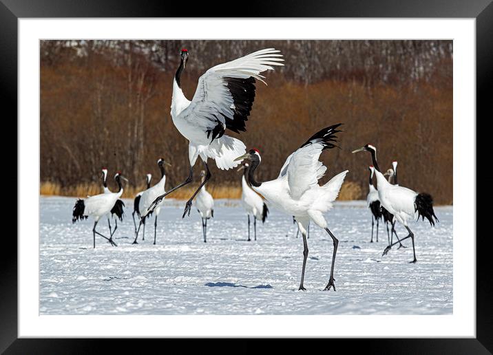 Red Crowned Cranes courtship dance Framed Mounted Print by Jenny Hibbert