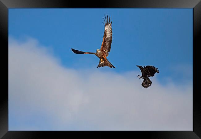 Red Kite being chased by Crow Framed Print by Jenny Hibbert