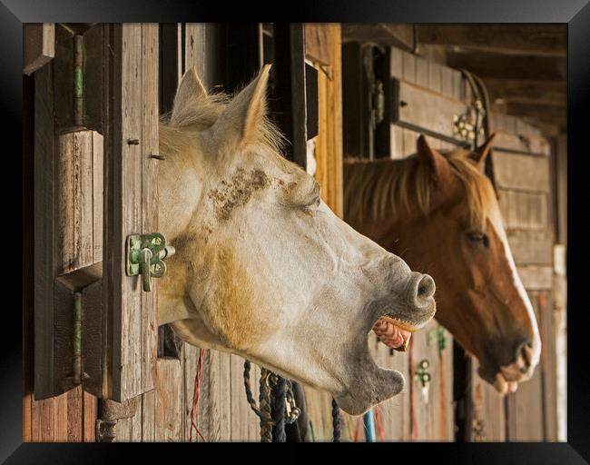 Horses in stable telling a joke Framed Print by Jenny Hibbert