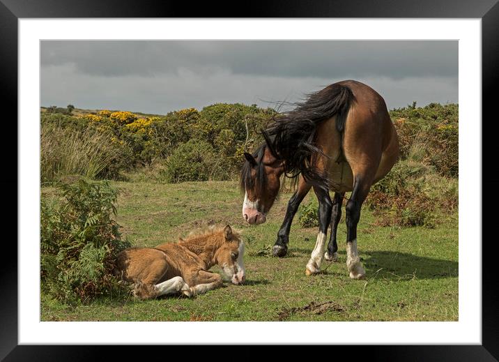 Mare with foal on the Gower Framed Mounted Print by Jenny Hibbert