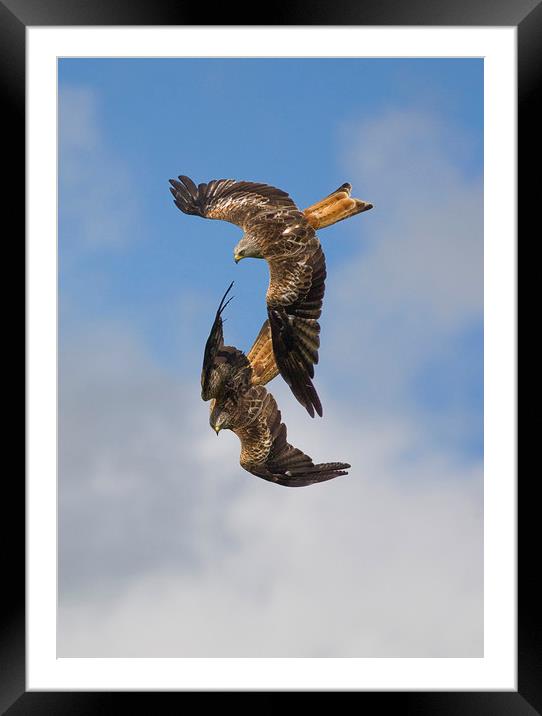 Red Kites swooping down Framed Mounted Print by Jenny Hibbert