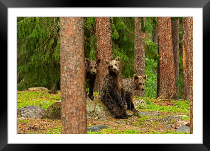 Brown Bear cubs Framed Mounted Print by Jenny Hibbert