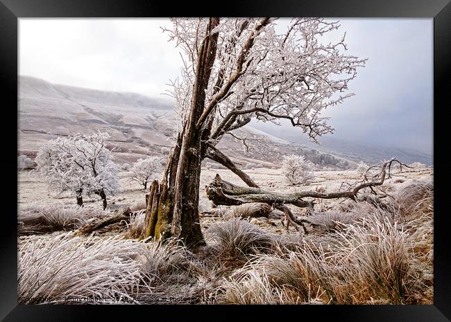 Trees in frost covered Brecon Beacons Framed Print by Jenny Hibbert