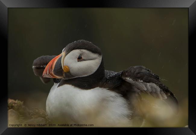 Puffin shaking wings from raindrops at Skomer Framed Print by Jenny Hibbert