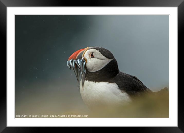 Puffin with catch of sand eels on Skomer Island Pe Framed Mounted Print by Jenny Hibbert