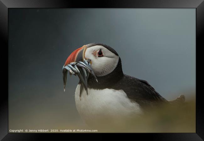 Puffin with catch of sand eels on Skomer Island Pe Framed Print by Jenny Hibbert