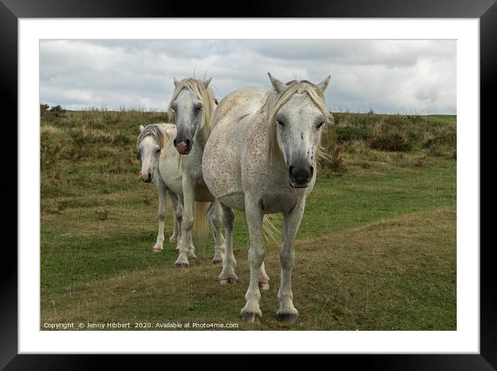 Three White horses on the Gower Peninsular Framed Mounted Print by Jenny Hibbert