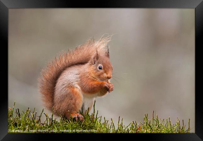 Red Squirrel in Scotland Framed Print by Jenny Hibbert