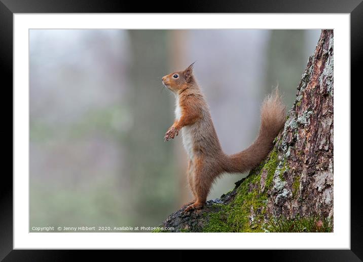 Alert Red Squirrel Scotland Framed Mounted Print by Jenny Hibbert