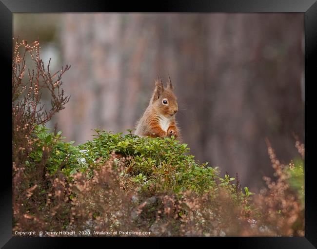 Red Squirrel looking very cheeky in Scotland Framed Print by Jenny Hibbert