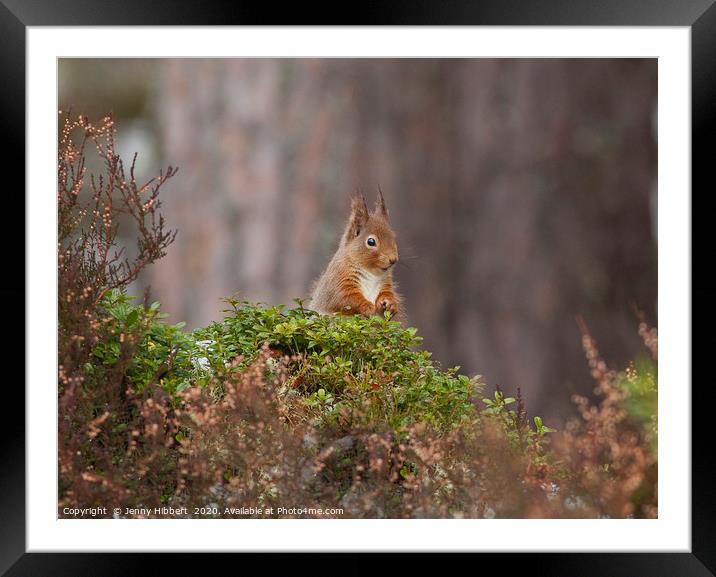 Red Squirrel looking very cheeky in Scotland Framed Mounted Print by Jenny Hibbert