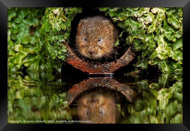 Water Vole peeping out of a pipe Framed Print by Jenny Hibbert