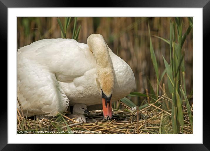 Female Swan caring for young cygnet in Cardiff Framed Mounted Print by Jenny Hibbert