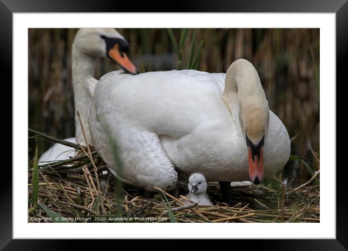Cob Swan looking over at young cygnet Framed Mounted Print by Jenny Hibbert