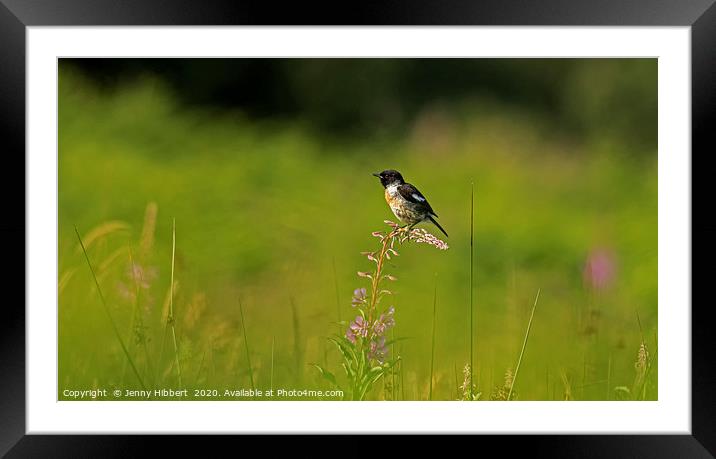 Stonechat perched on Rosebay willowherb Framed Mounted Print by Jenny Hibbert