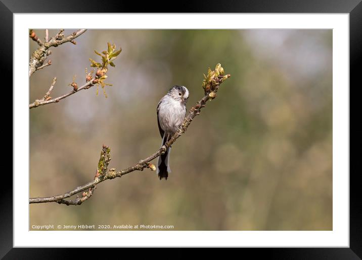 Long Tailed Tit Framed Mounted Print by Jenny Hibbert