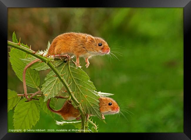 Two Harvest Mice on blackberry bush Framed Print by Jenny Hibbert